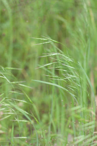 Bromus arvensis #6